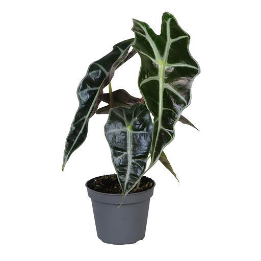 <h4>ALOCASIA X AMAZONICA P6</h4>