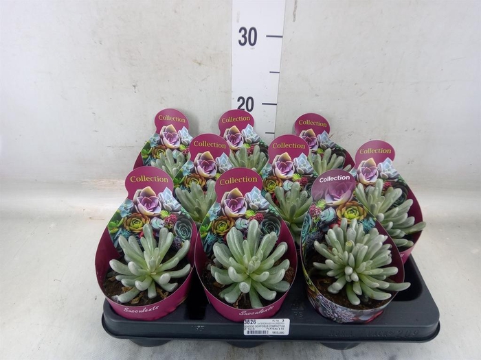 <h4>Senecio   ...</h4>