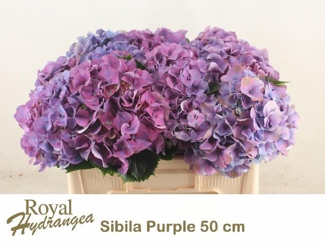 <h4>Hydr M Sibilla Pa</h4>