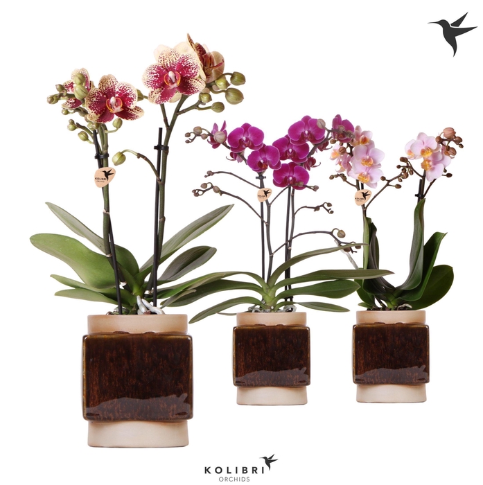 <h4>Kolibri Orchids Phalaenopsis mix 2 spike in Classy Cube pot</h4>