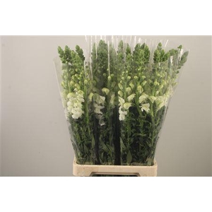 Antirrhinum It. White