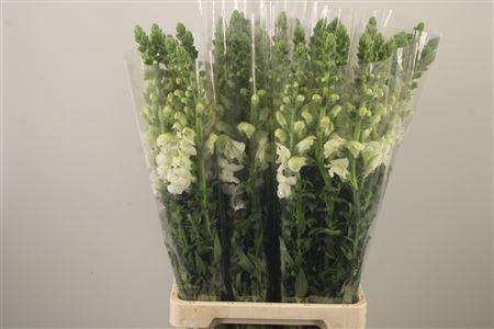 <h4>Antirrhinum It. White</h4>