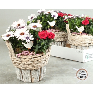 ARR TUINPLANTEN