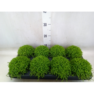Soleirolia soleirolii   ...green