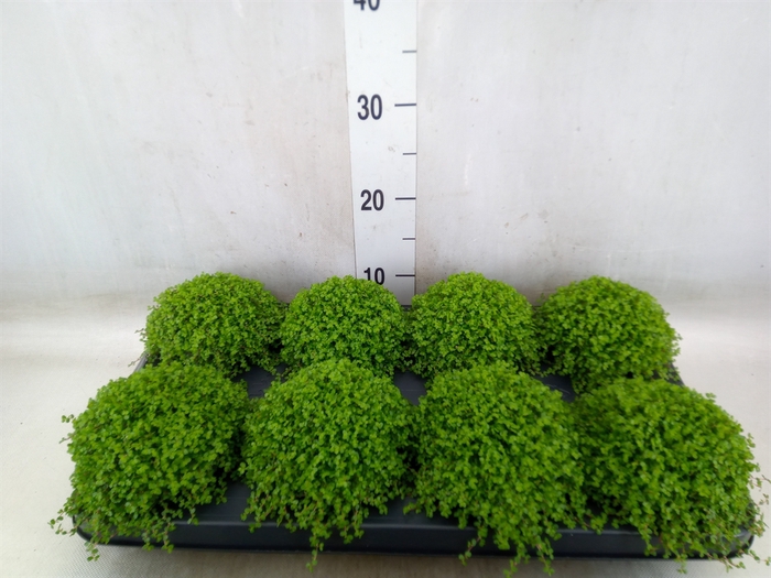 <h4>Soleirolia soleirolii   ...green</h4>