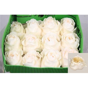 R Gr Vicky Gardens Ec