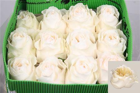 R Gr Vicky Gardens Ec