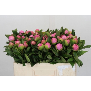 Paeonia Monsieur Jules Elie