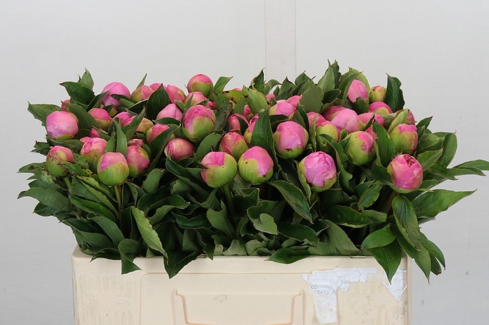 <h4>Paeonia Monsieur Jules Elie</h4>