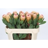 Protea Grandicolor