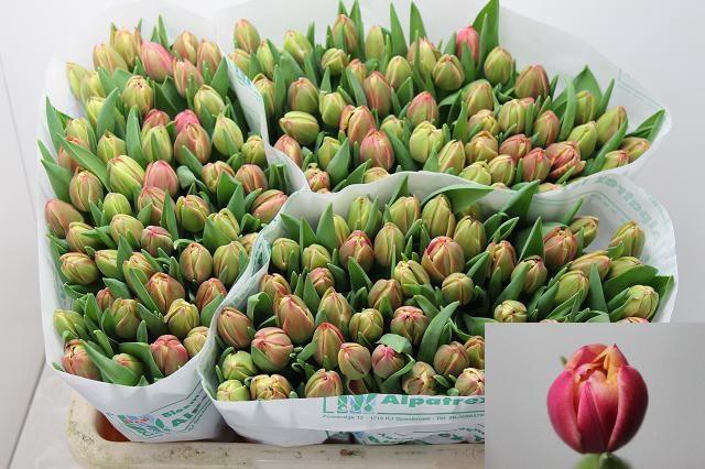 <h4>TU DU COLUMBUS</h4>