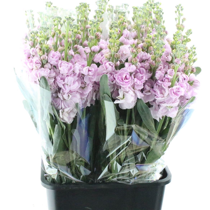 <h4>Matth Incana Iron Cherry Blossom</h4>