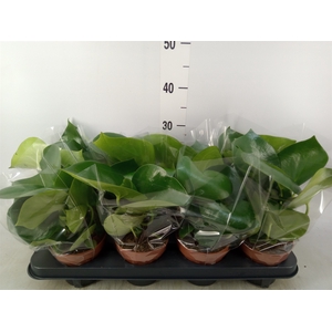 Peperomia polybotrya 'Raindrop'