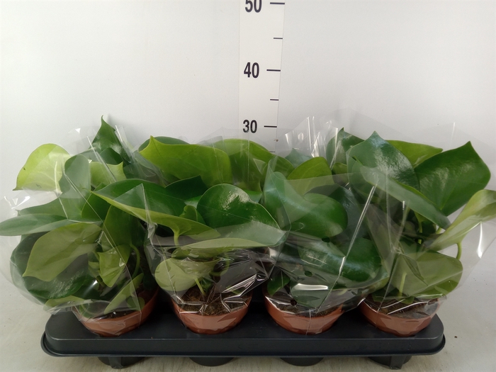 <h4>Peperomia polybotrya 'Raindrop'</h4>