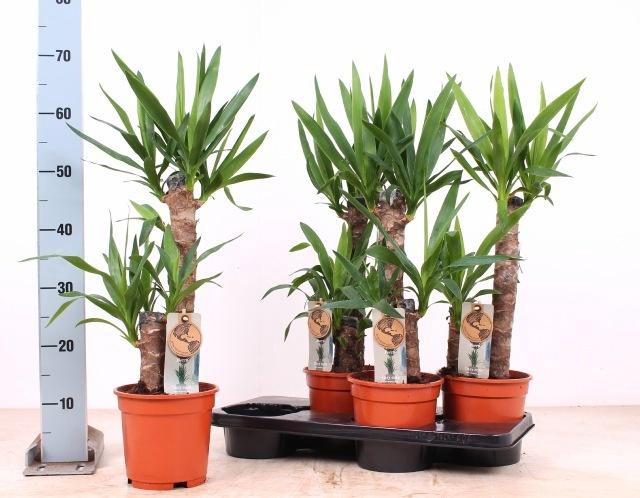 <h4>YUCCA</h4>