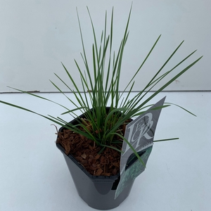 Graminées Deschampsia 'Goldtau'