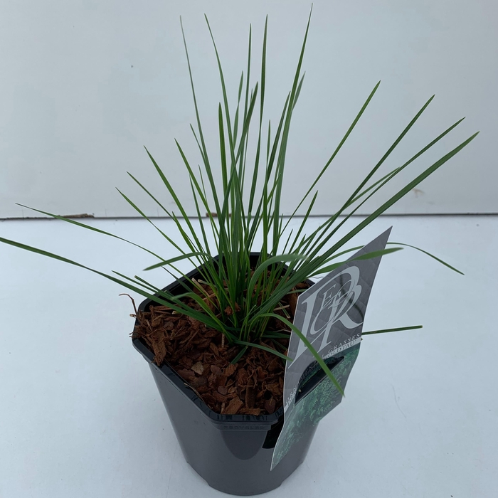<h4>Graminées Deschampsia 'Goldtau'</h4>