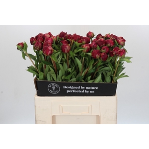 Paeonia Paul M. Wild