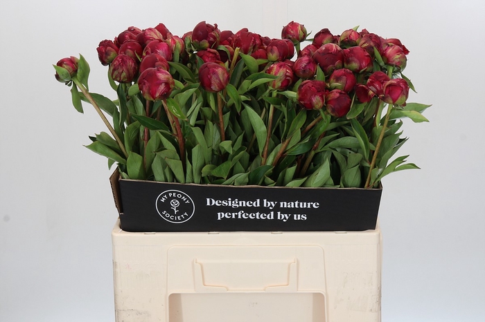 <h4>Paeonia Paul M. Wild</h4>