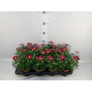 Argyranthemum  'La Rita Purple Red'