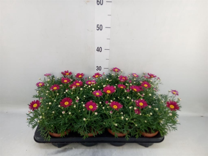Argyranthemum  'La Rita Purple Red'