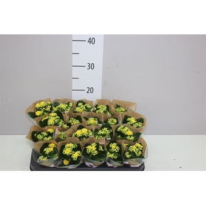 Kalanchoe Rosalina Geel