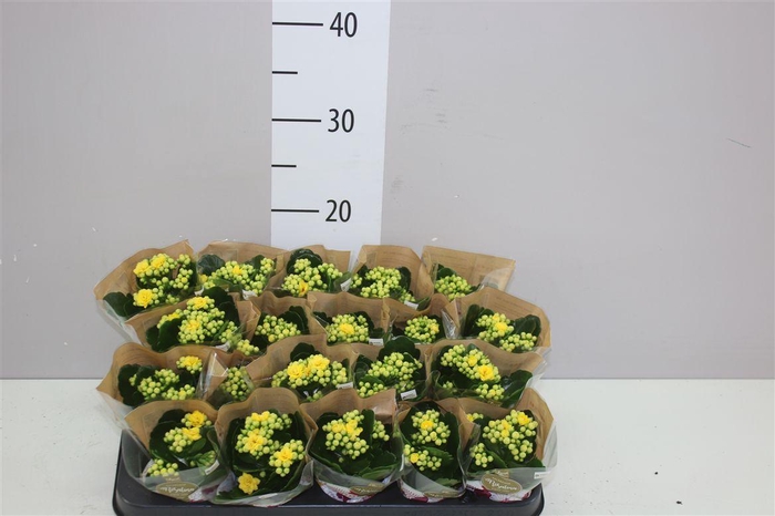 <h4>Kalanchoe Rosalina Geel</h4>