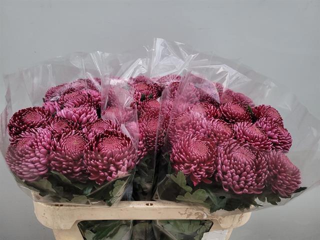 <h4>CHR G BIGOUDI PURPLE</h4>