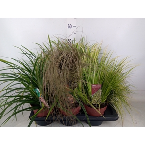 Carex   ...mix