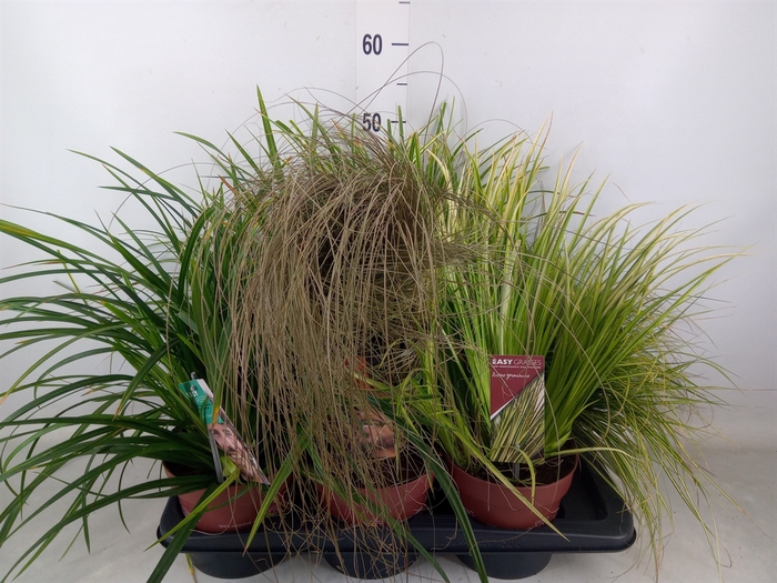 <h4>Carex   ...mix</h4>