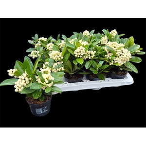 SKIM JA OBERRIES WHI