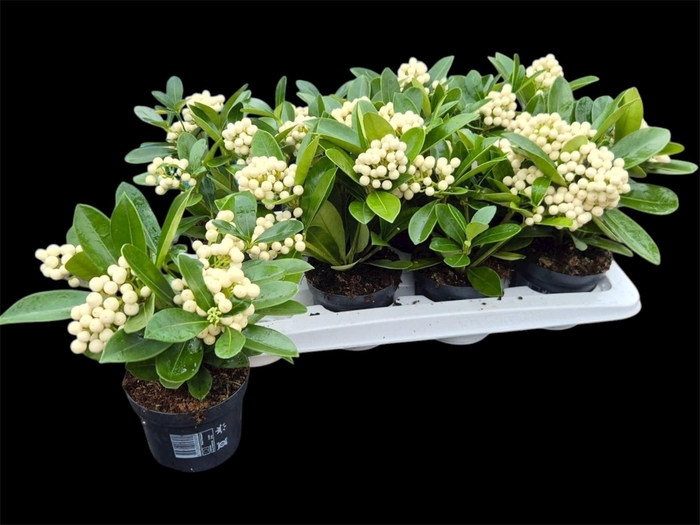 <h4>SKIM JA OBERRIES WHI</h4>