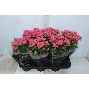 KAL. DOBRADO P15 PINK