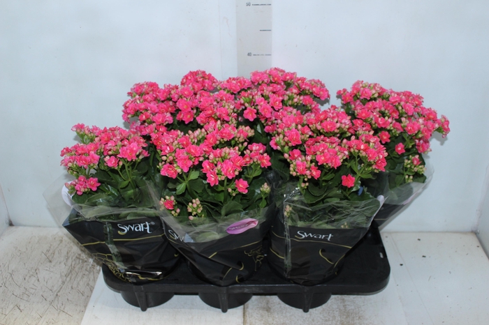 <h4>KAL. DOBRADO P15 PINK</h4>