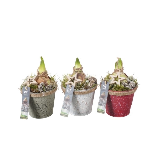 <h4>PTACH8244 Arrangement Amaryllis Kerst in zink pot</h4>