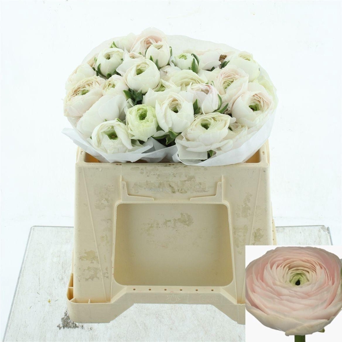 <h4>RAN SU HANOI</h4>