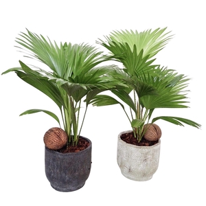 Livistona in Pot Fleur 2 kleurenmix D 16 mix