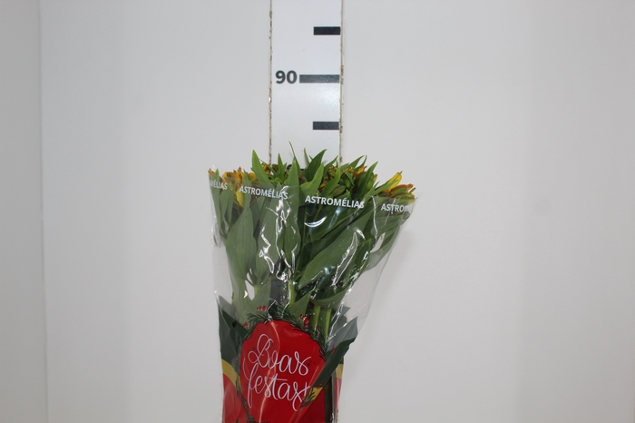 <h4>ALSTROEMERIA SENNA 080 CM</h4>