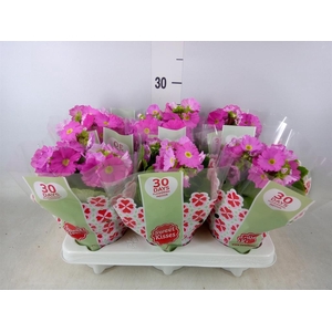 Primula obcon. 'Touch Me Rose'