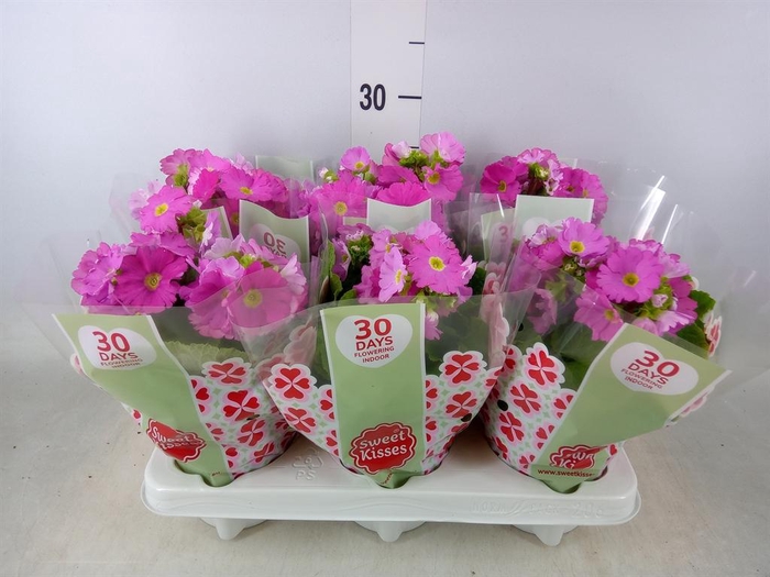 <h4>Primula obcon. 'Touch Me Rose'</h4>