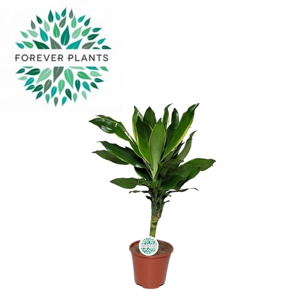 <h4>Dracaena Golden Coast p14,</h4>
