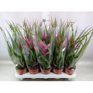 Tillandsia  'Antonio'