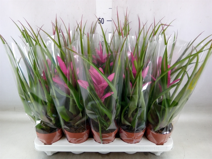 <h4>Tillandsia  'Antonio'</h4>