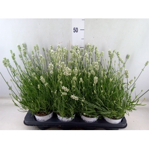 Lavandula interm. 'Edelweiss'
