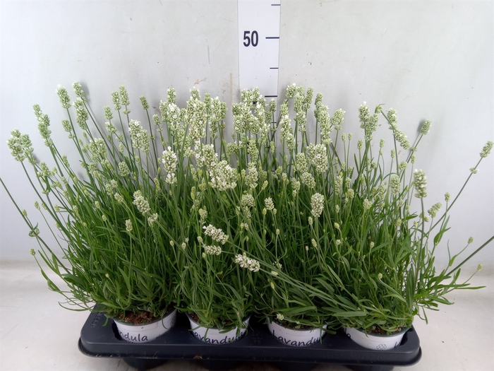 <h4>Lavandula interm. 'Edelweiss'</h4>