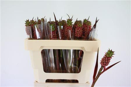 <h4>Ananas Perfetto Brazillie</h4>
