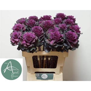 Brassica elegance