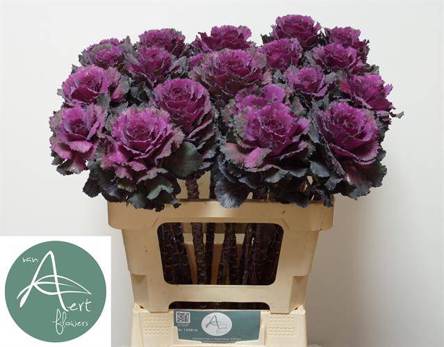 <h4>Brassica elegance</h4>
