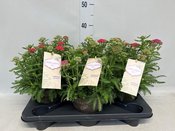 <h4>Achillea millef.</h4>