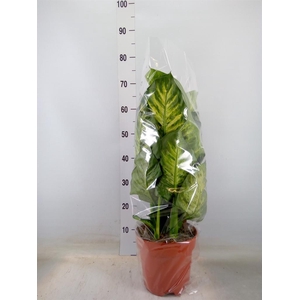 Dieffenbachia seg. 'Maroba'